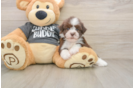 Havanese Pup Being Cute