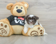 6 week old Havanese Puppy For Sale - Pilesgrove Pups