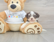 8 week old Havanese Puppy For Sale - Pilesgrove Pups