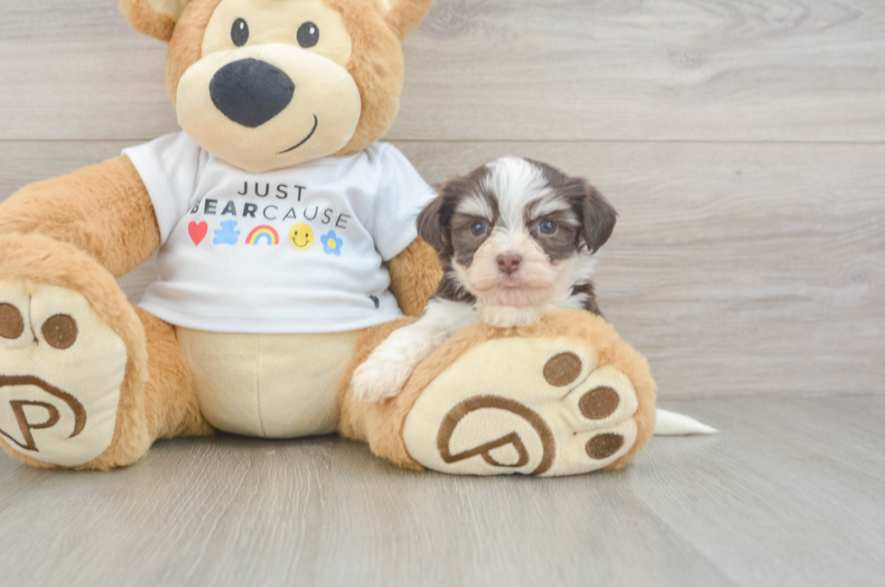 5 week old Havanese Puppy For Sale - Pilesgrove Pups
