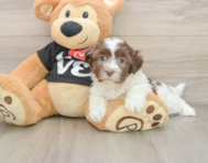 5 week old Havanese Puppy For Sale - Pilesgrove Pups