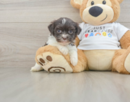 8 week old Havanese Puppy For Sale - Pilesgrove Pups
