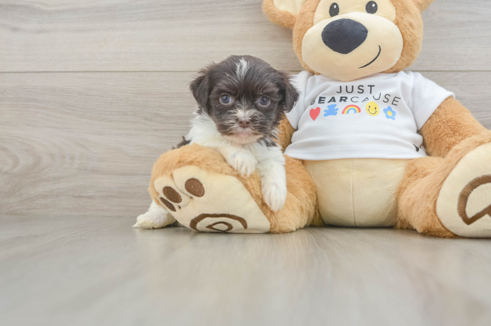 6 week old Havanese Puppy For Sale - Pilesgrove Pups