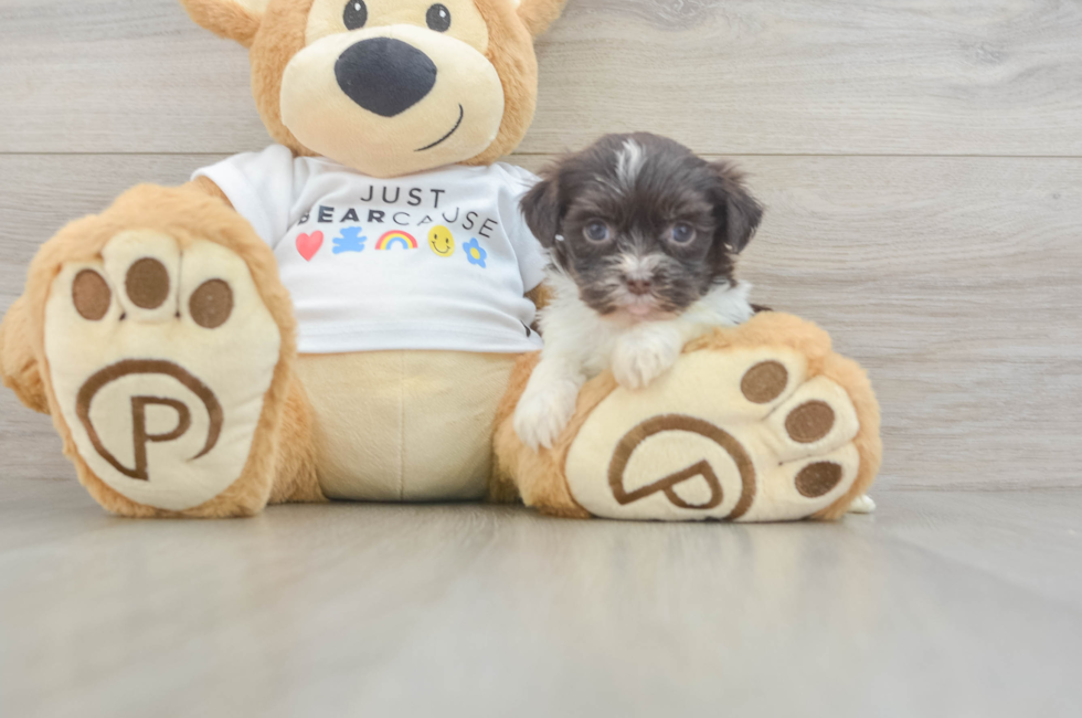 5 week old Havanese Puppy For Sale - Pilesgrove Pups