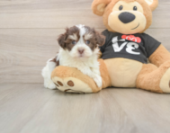 5 week old Havanese Puppy For Sale - Pilesgrove Pups