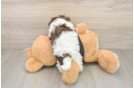 Adorable Havanese Cuban Bichon Purebred Puppy