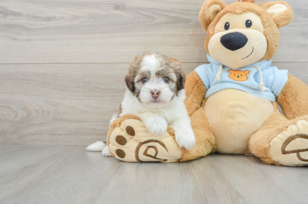 5 week old Havanese Puppy For Sale - Pilesgrove Pups