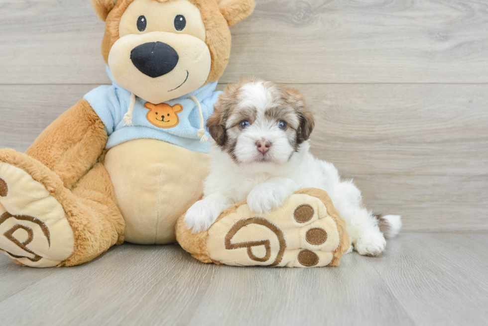 Adorable Havanese Cuban Bichon Purebred Puppy