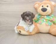 7 week old Havanese Puppy For Sale - Pilesgrove Pups