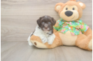 Popular Havanese Baby