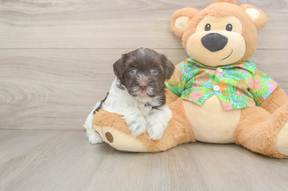 5 week old Havanese Puppy For Sale - Pilesgrove Pups