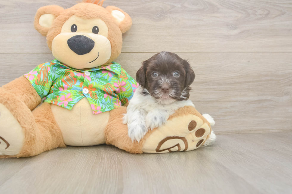 Happy Havaneser Purebred Puppy