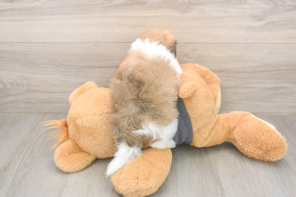 Playful Havanese Purebred Pup