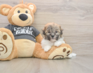 6 week old Havanese Puppy For Sale - Pilesgrove Pups