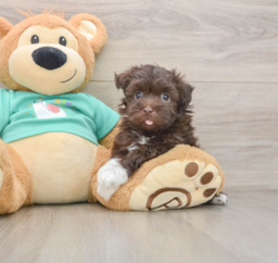 5 week old Havanese Puppy For Sale - Pilesgrove Pups
