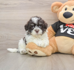 5 week old Havanese Puppy For Sale - Pilesgrove Pups