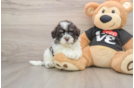 Popular Havanese Baby