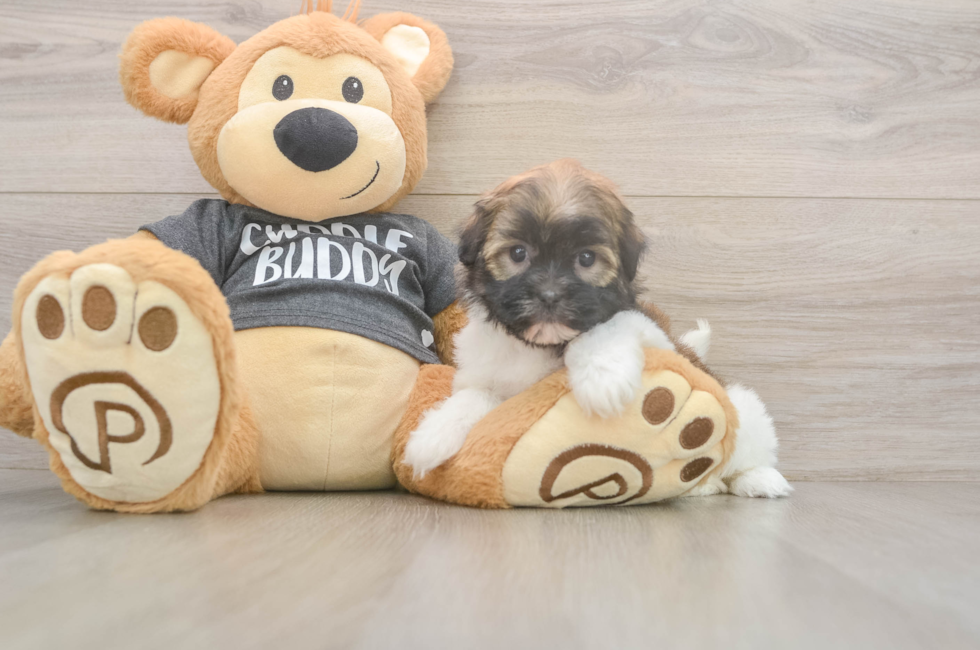 5 week old Havanese Puppy For Sale - Pilesgrove Pups