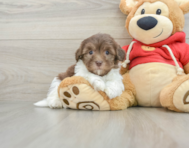 8 week old Havanese Puppy For Sale - Pilesgrove Pups