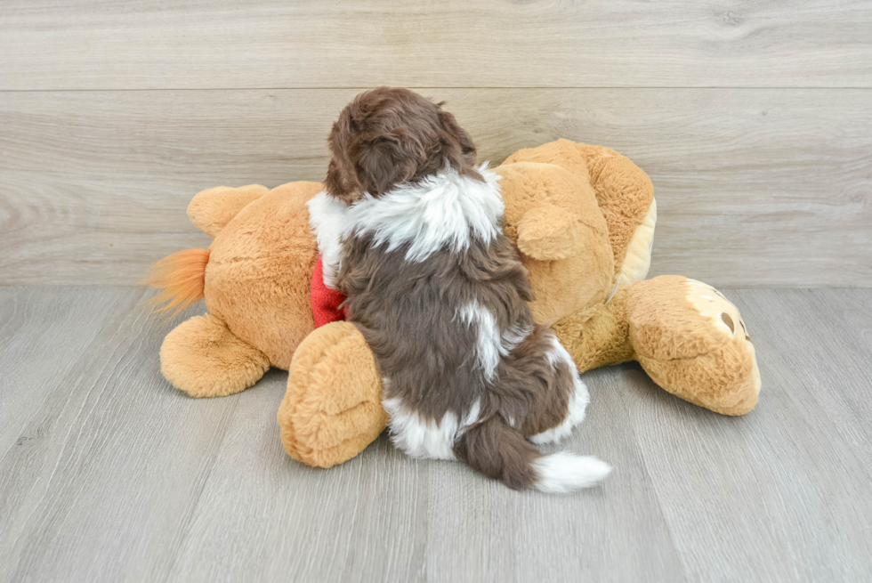 Havanese Pup Being Cute