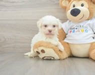 8 week old Havanese Puppy For Sale - Pilesgrove Pups