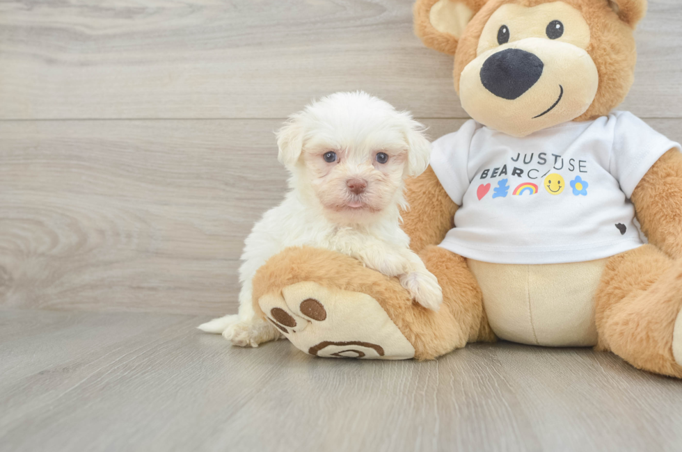 6 week old Havanese Puppy For Sale - Pilesgrove Pups