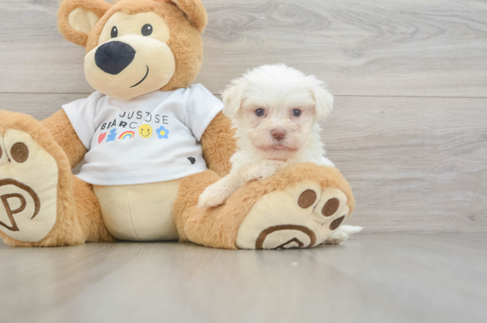 5 week old Havanese Puppy For Sale - Pilesgrove Pups