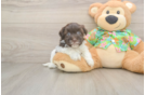 Fluffy Havanese Cuban Bichon Purebred Puppy