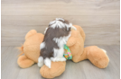 Havanese Puppy for Adoption