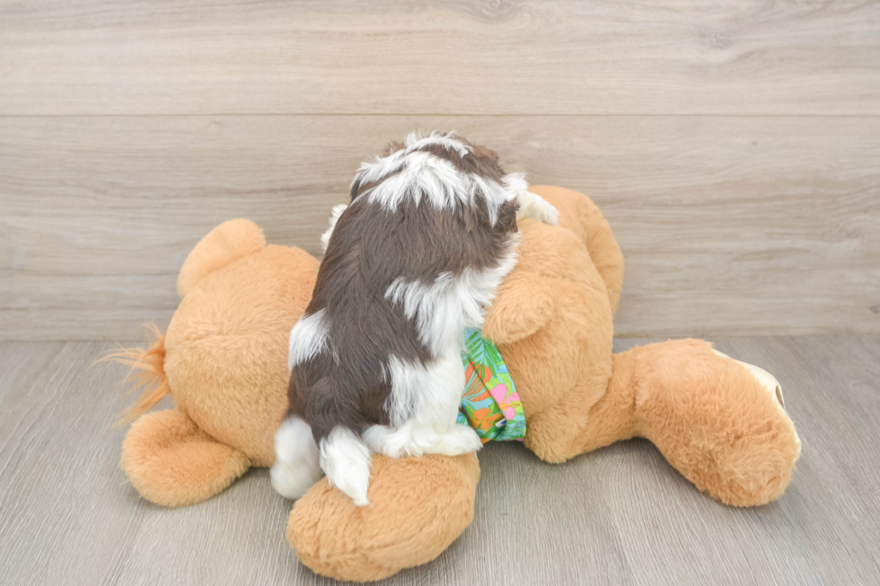 Havanese Puppy for Adoption