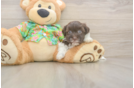 Havanese Pup Being Cute