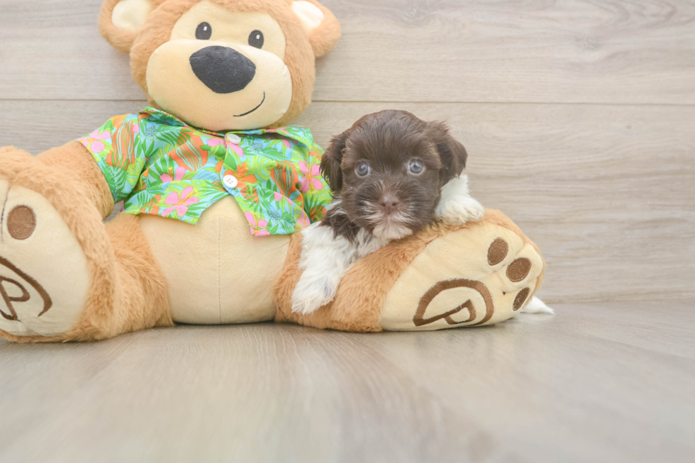 Havanese Pup Being Cute