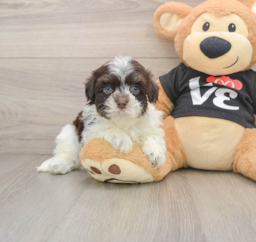 5 week old Havanese Puppy For Sale - Pilesgrove Pups