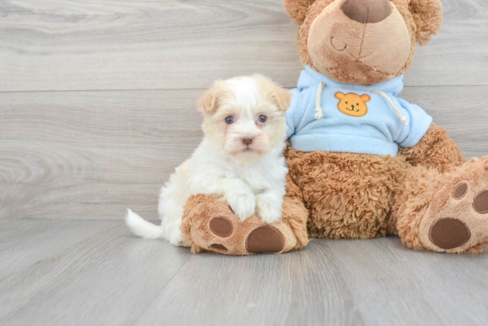 Happy Havanese Purebred Puppy