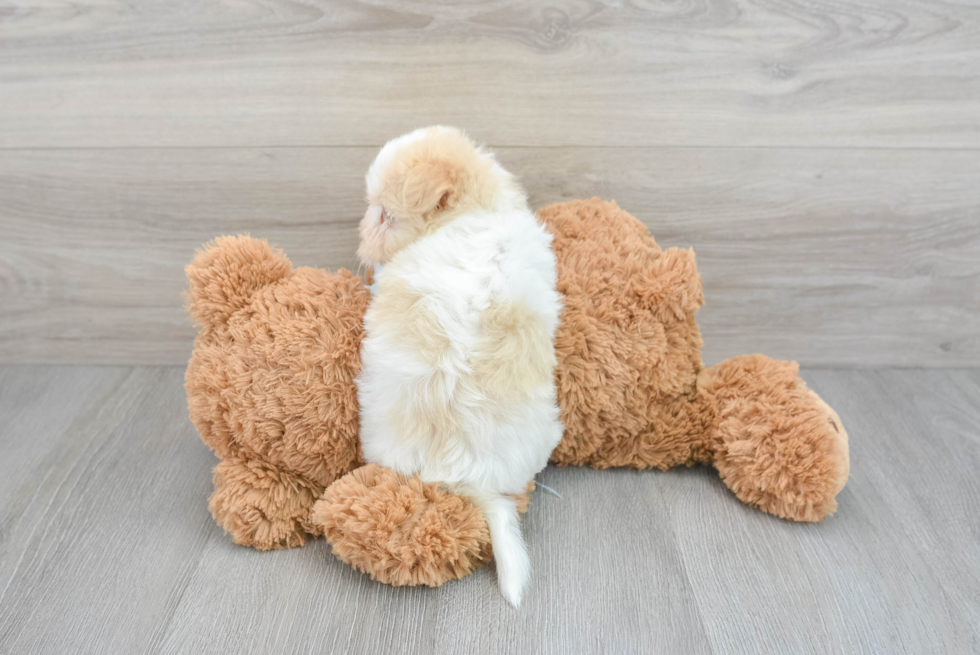 Hypoallergenic Havanese Purebred Pup