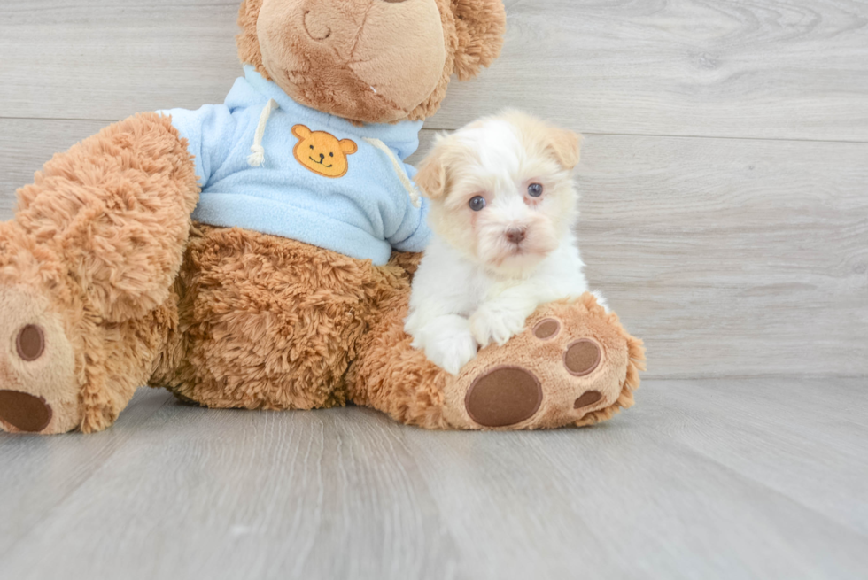 Small Havanese Baby