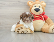 8 week old Havanese Puppy For Sale - Pilesgrove Pups