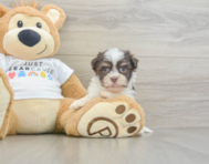 8 week old Havanese Puppy For Sale - Pilesgrove Pups