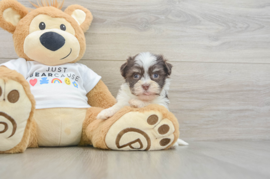 Havanese Puppy for Adoption