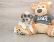 7 week old Havanese Puppy For Sale - Pilesgrove Pups
