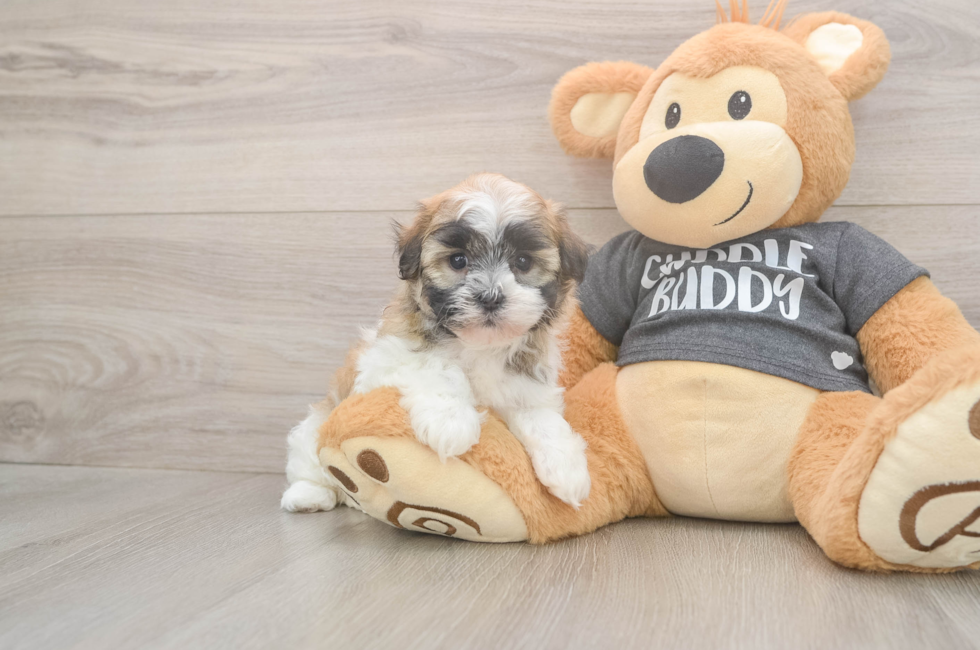 5 week old Havanese Puppy For Sale - Pilesgrove Pups
