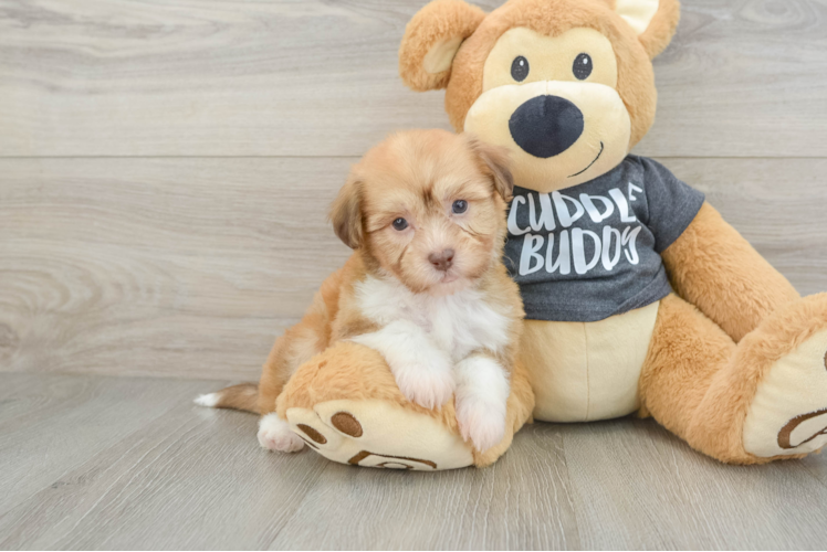 Best Havanese Baby