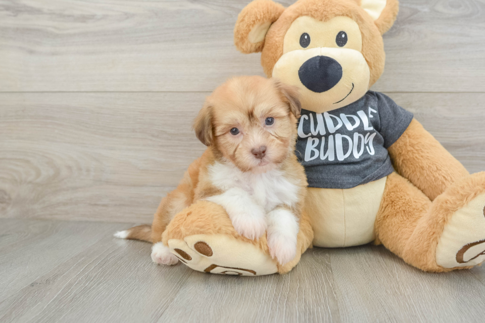 Best Havanese Baby
