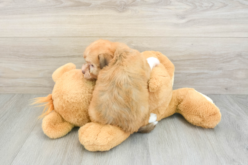 Havanese Puppy for Adoption