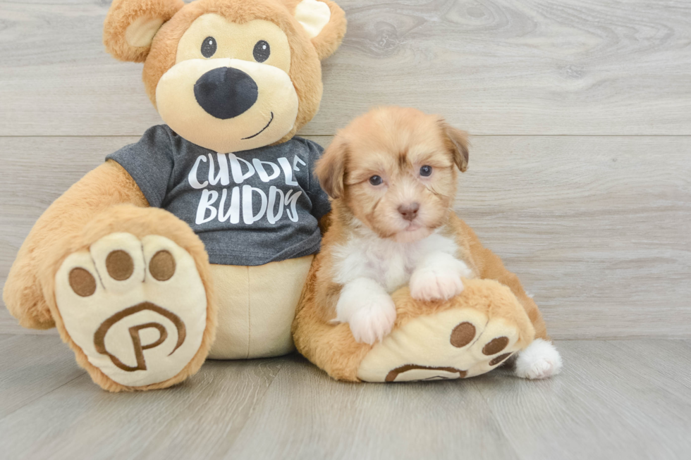 Havanese Puppy for Adoption