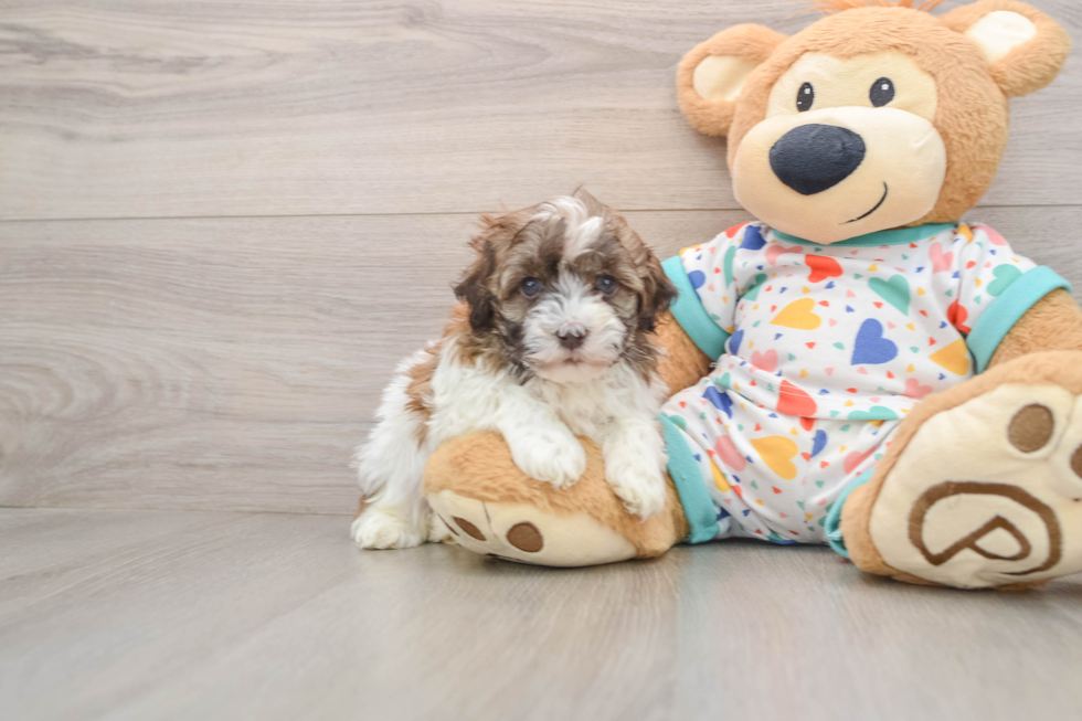 Havanese Puppy for Adoption