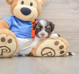 5 week old Havanese Puppy For Sale - Pilesgrove Pups
