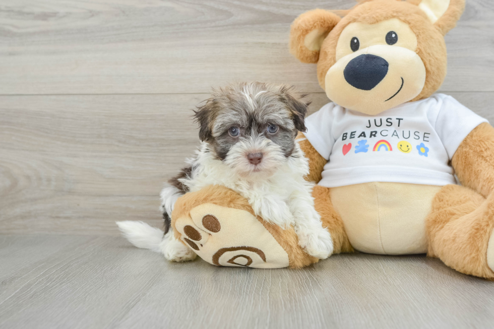 Havanese Pup Being Cute