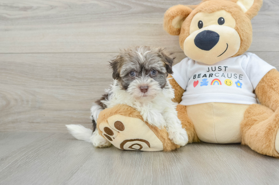 6 week old Havanese Puppy For Sale - Pilesgrove Pups