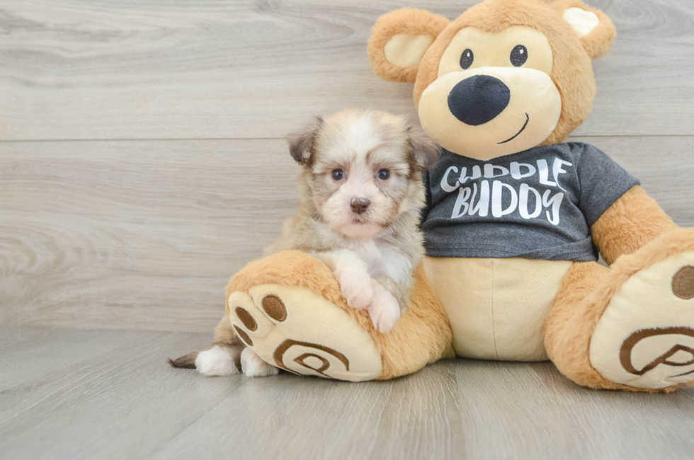 7 week old Havanese Puppy For Sale - Pilesgrove Pups
